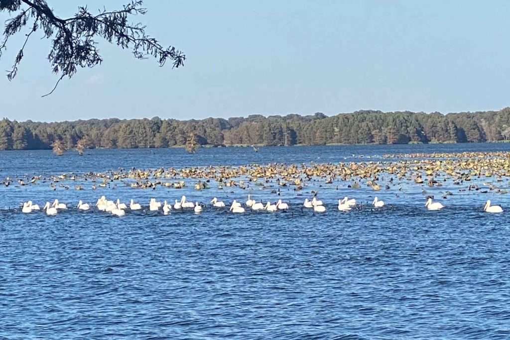 white birds float on the lake