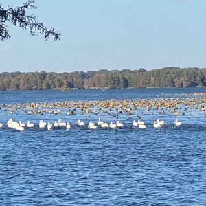 white birds float on the lake