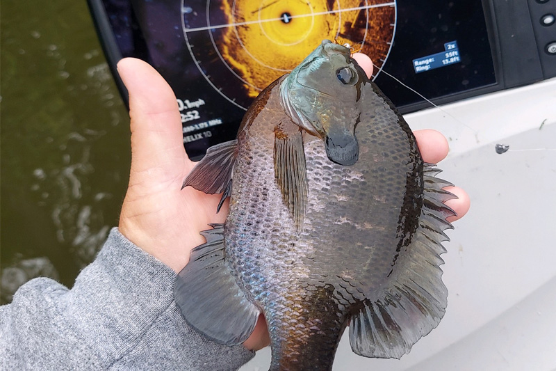 a hand holding a sunfish, with a fish finder in the background
