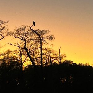 eagle sun set