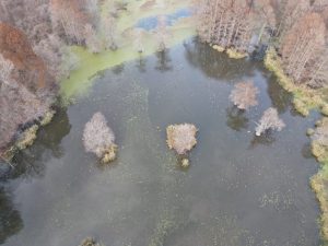 Tennessee Wildlife - Reelfoot Lake History - Old Cypress Lodge