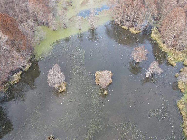 Reelfoot Lake Aerial