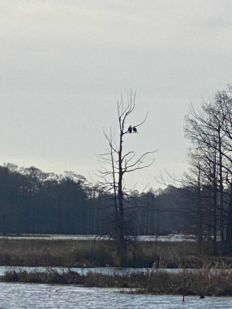 Birds on tree on reelfoot lake