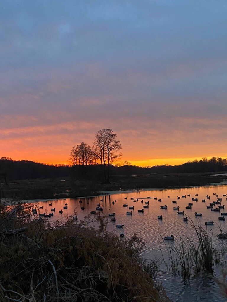 Reelfoot lake at sunset, Tennessee. Beautiful wildlife sightseeing. 