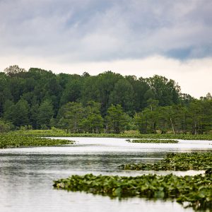 Reelfoot lake